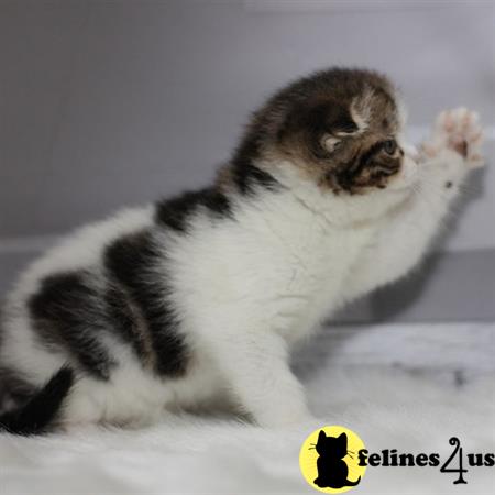 kittygoals95 Picture 1